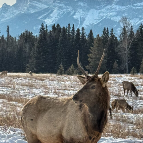 Banff Evening Wildlife Tour
